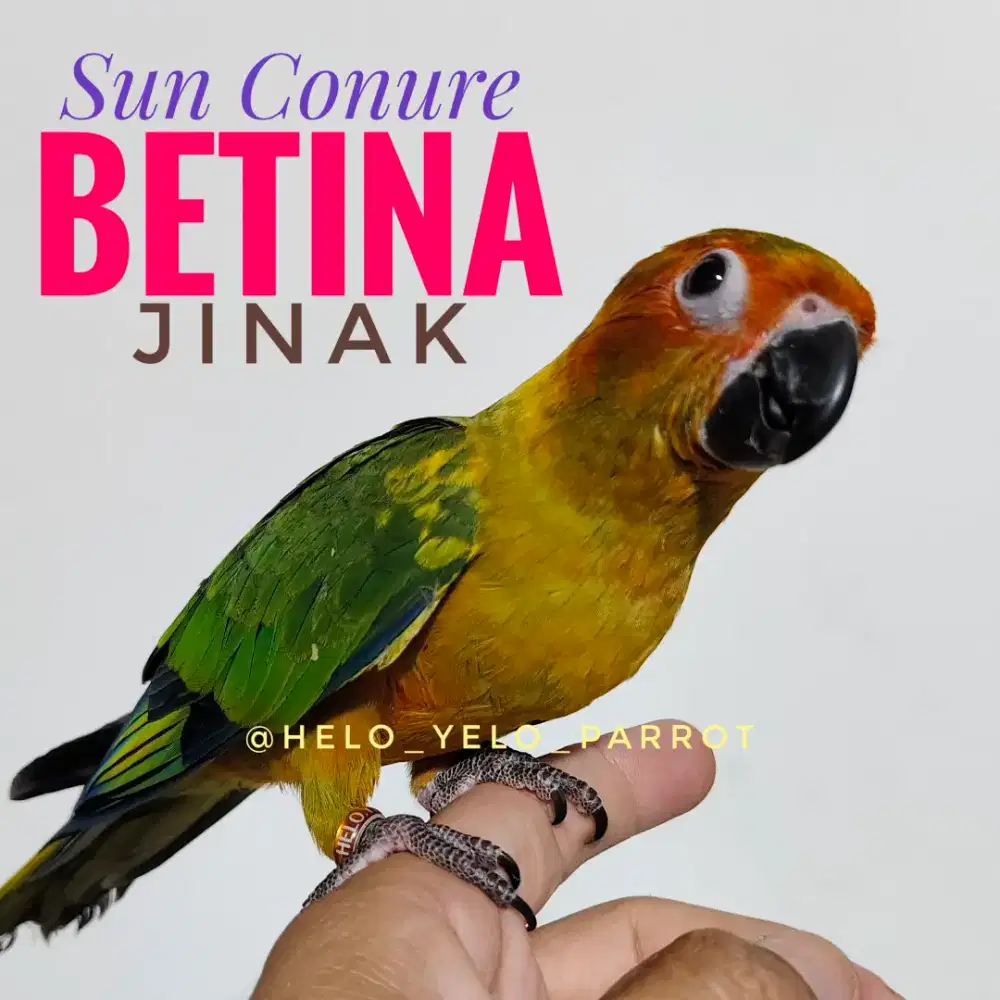 Sun Conure / sunconure BETINA jinak