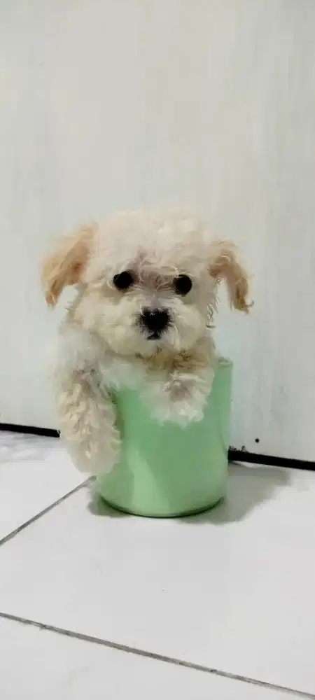 Poodle Teacup Jantan 2 Bulan