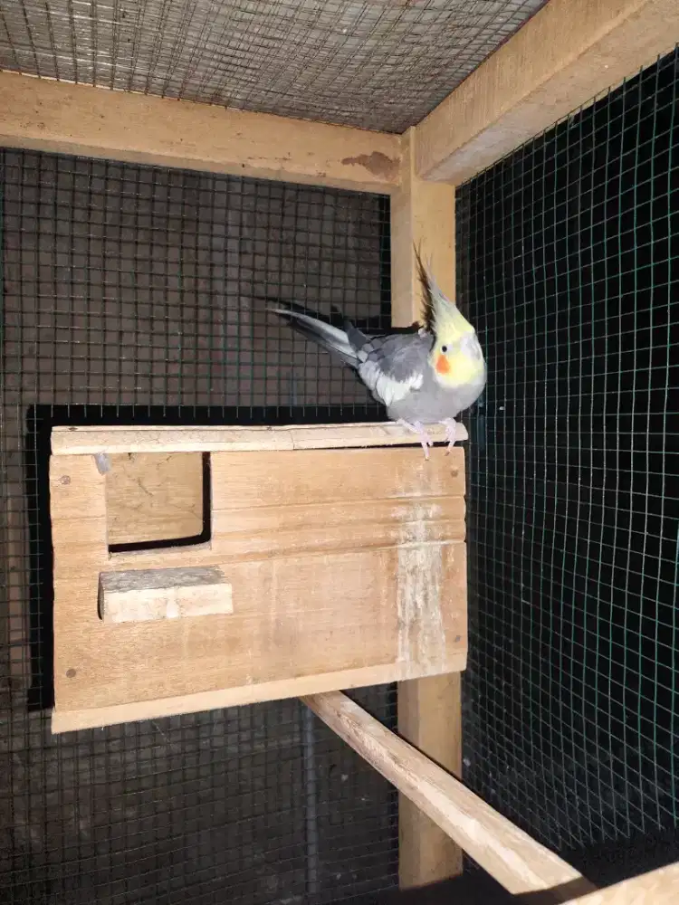 Burung parkit Australia