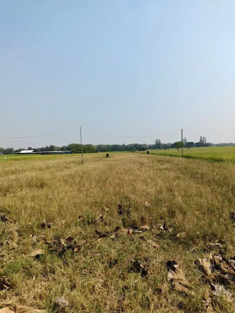 Di Jual Tanah Sawah cepat NO Perantara smg ada hamba Allah yg bantu