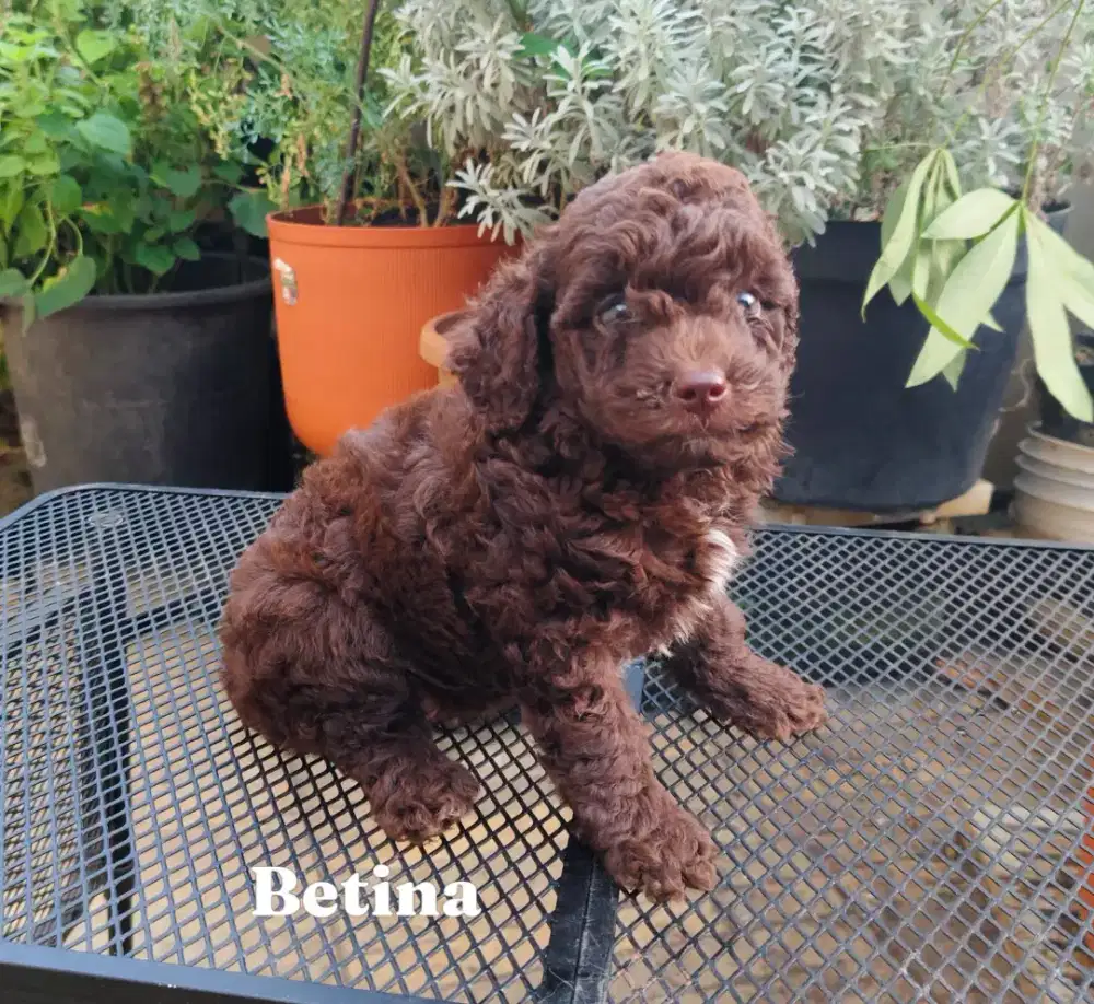 POODLE CHOCO WARNA UNIT