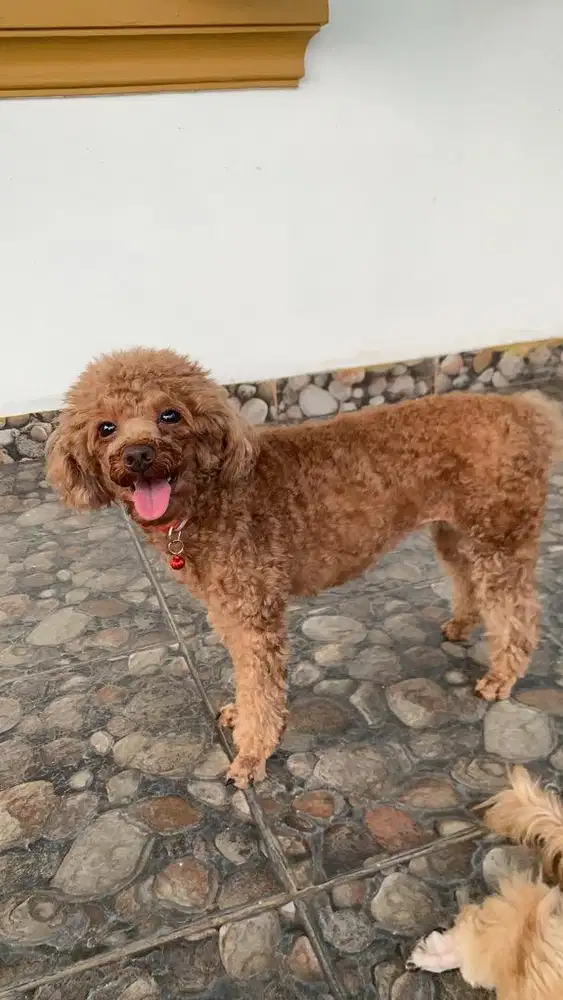 jual anjing poodle