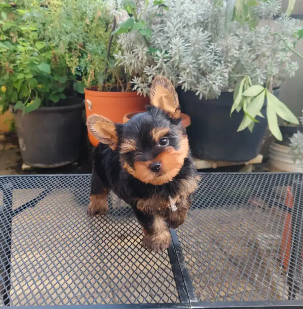 YORKSHIRE PUPPIES MINI SUPER MURAH N CUTE