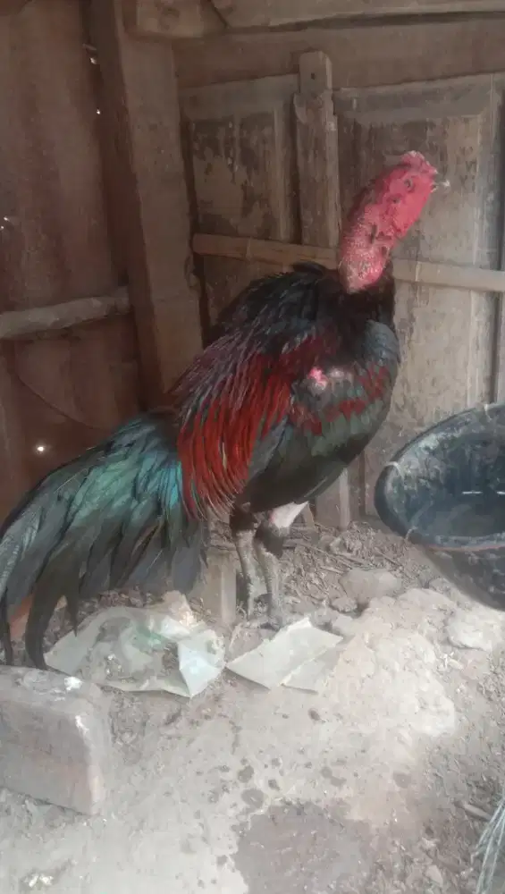 jual ayam  pakoy