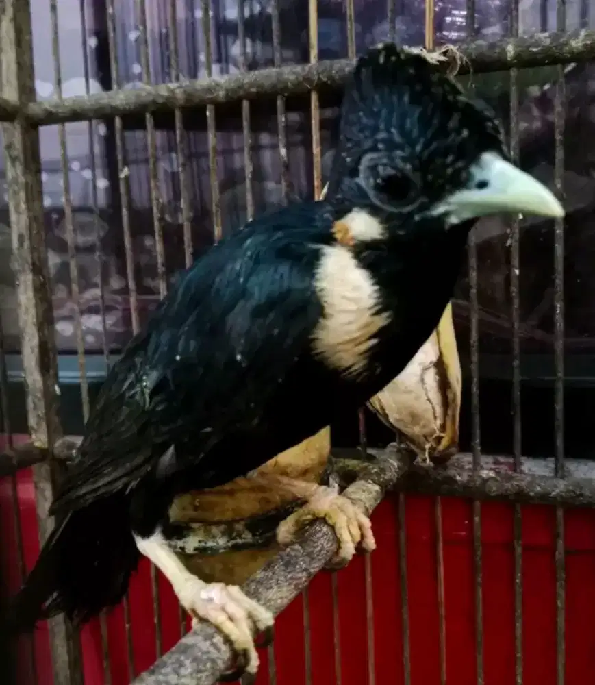 rajaperling sulawesi bahan