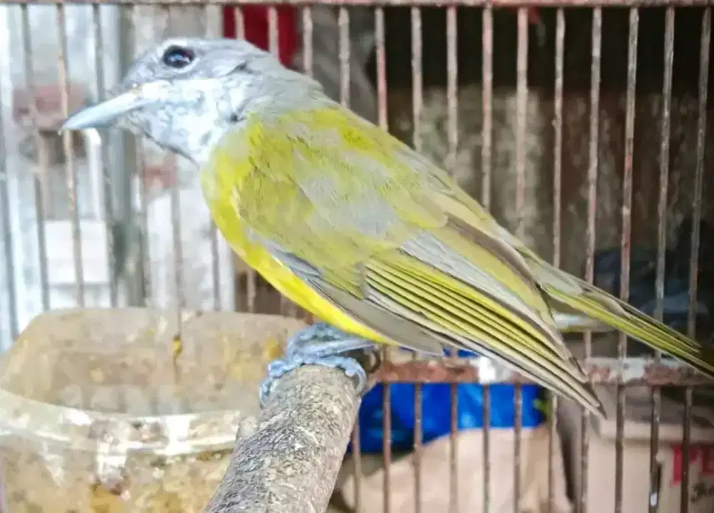 samyong anak jamin jantan bahan purtotal