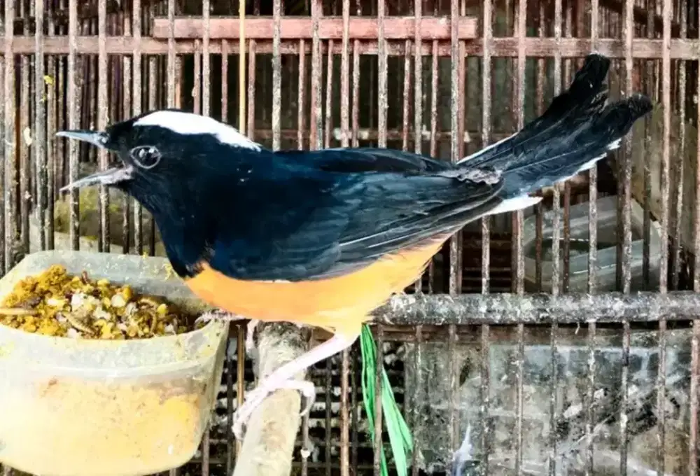 muray batu avatar borneo jantan bahan