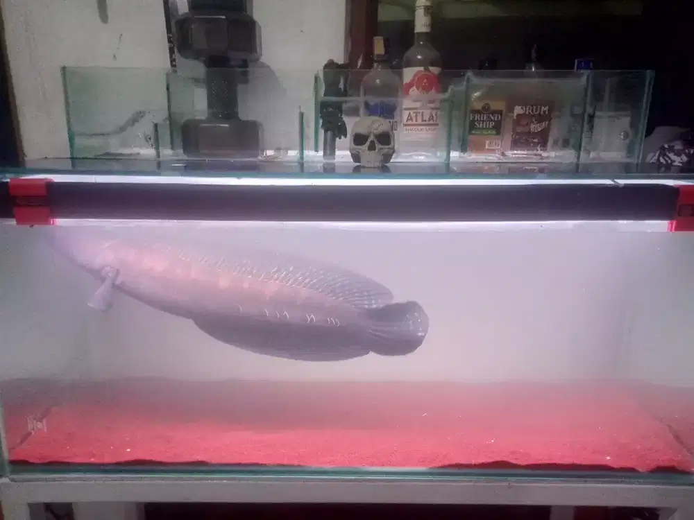 jual aquarium set(talang kaca+ rak holo) sama ikan chana YS