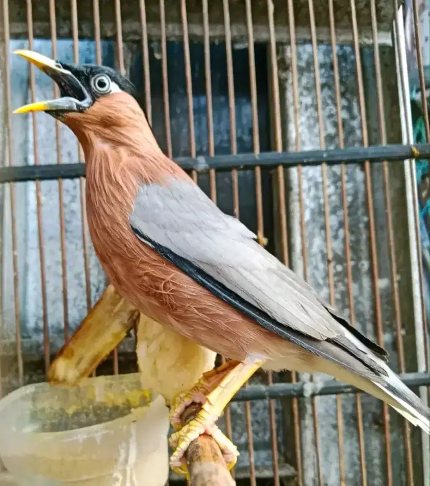jalak brahmana india