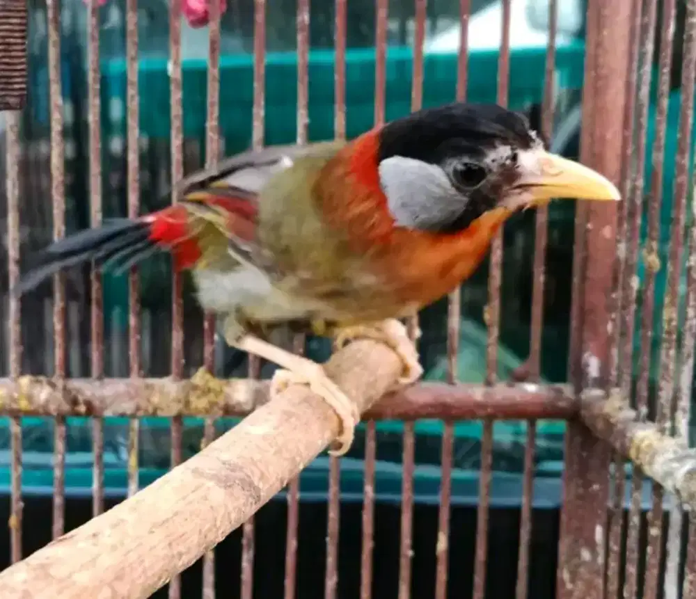 pncawarna import bahan