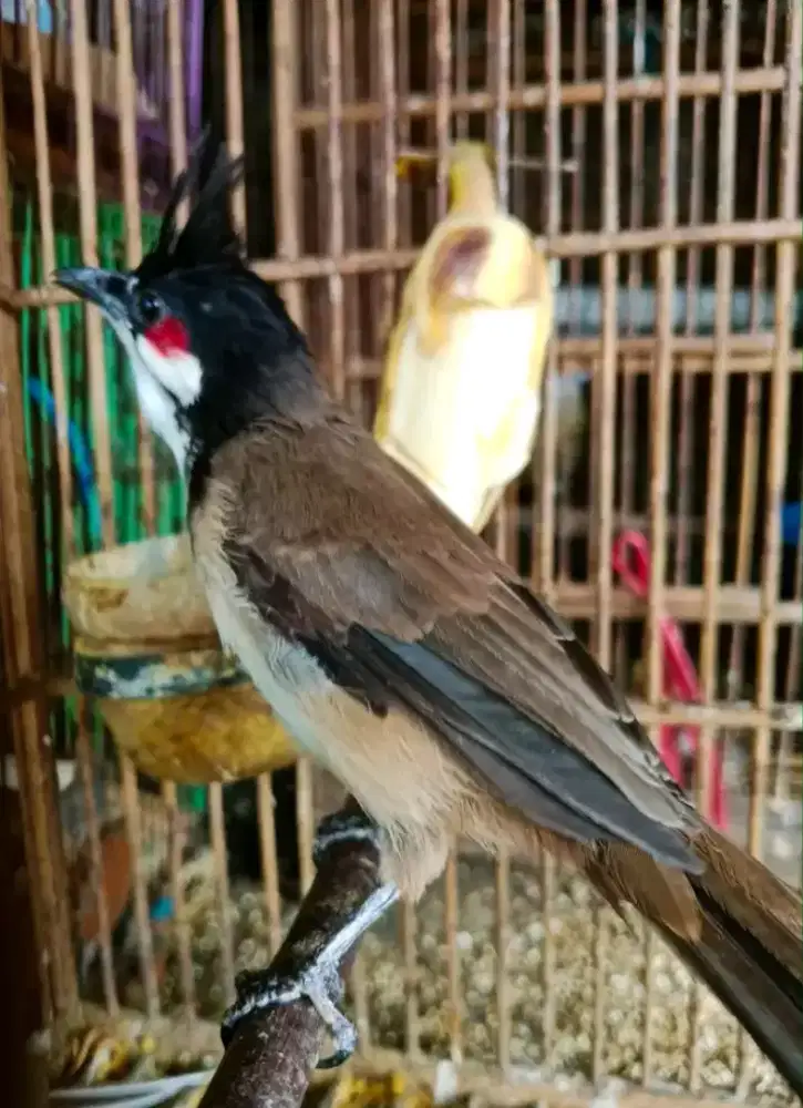merbah jambul bahan rawatan