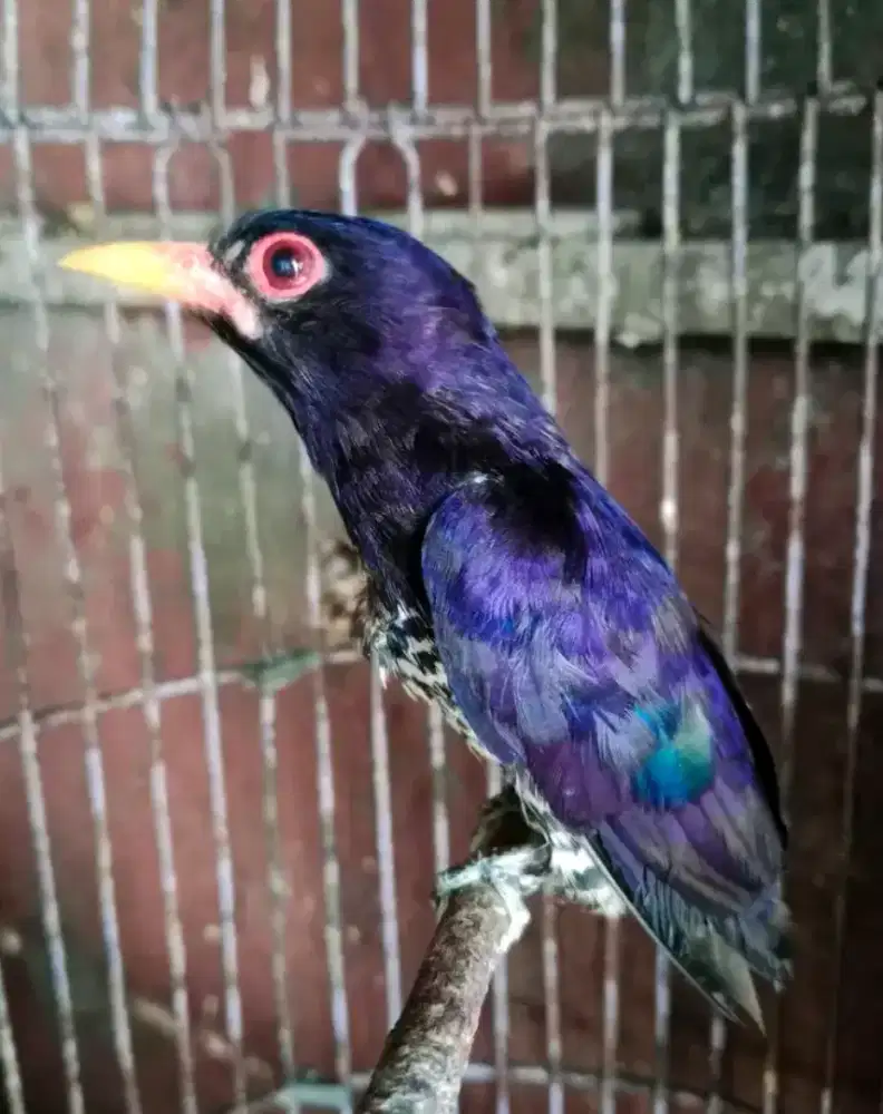 cungko violet masteran gacor