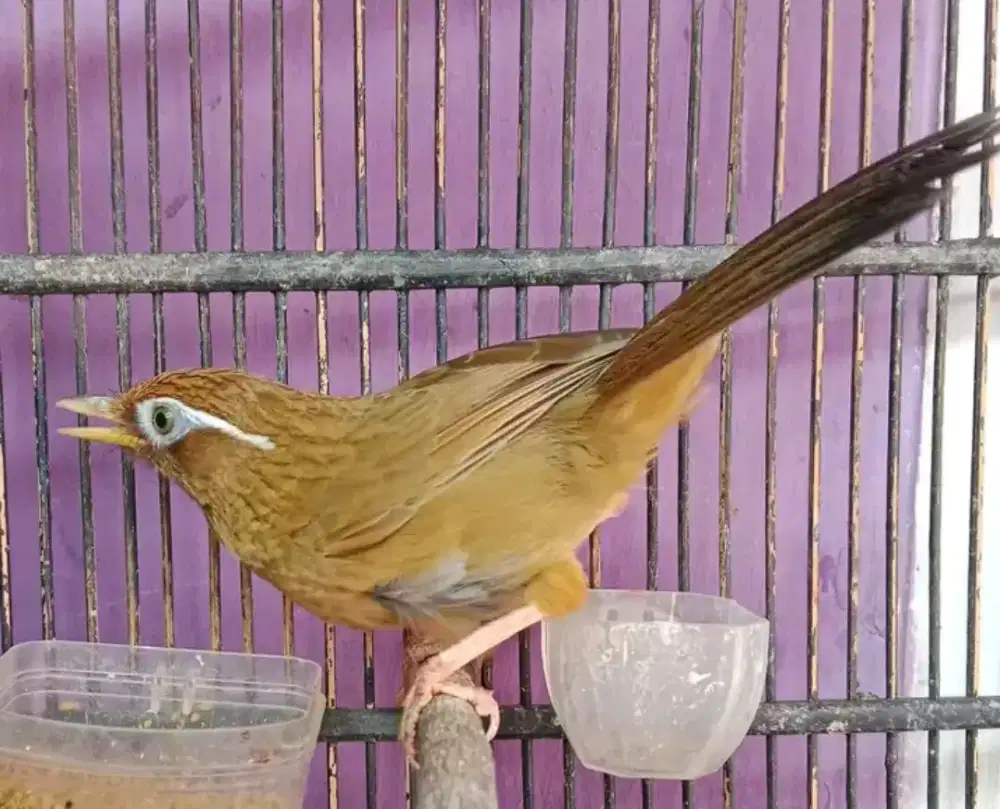 wambi jantan bahan bunyi blm rajin