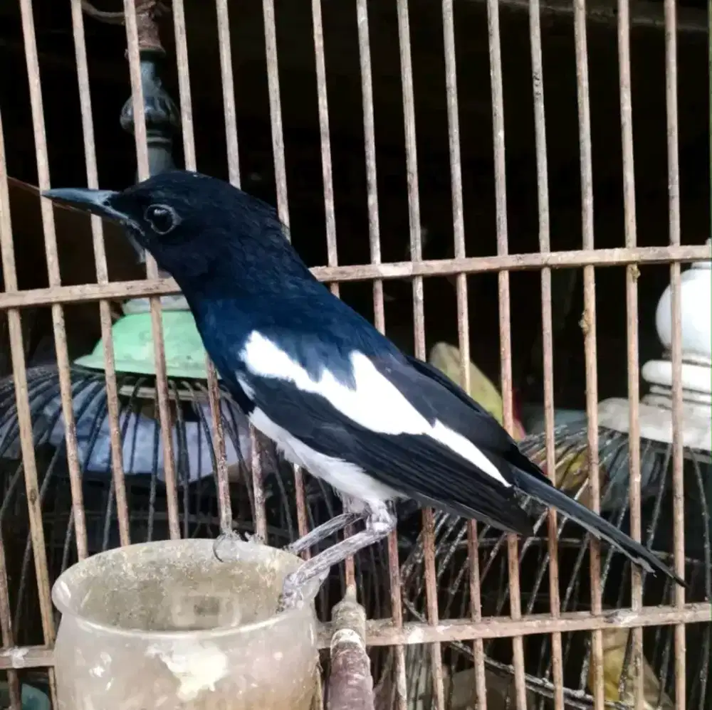 kacer pontianak bahan mulus