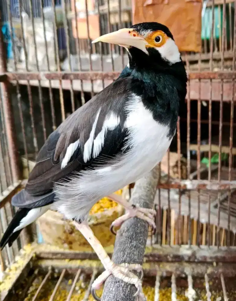 jalak suren gacoran