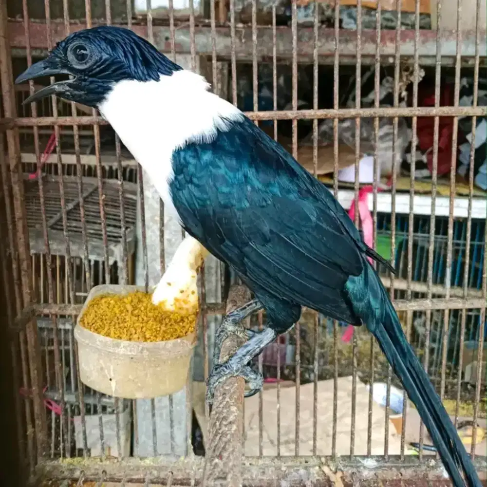 blbongpandeta sulawesi