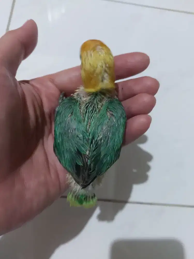 Lolohan lovebird biola pb turquise