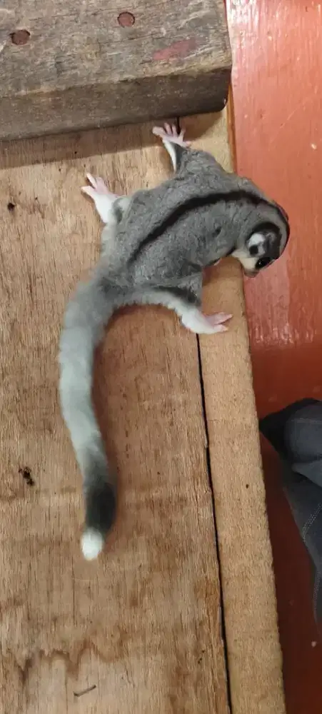 Joey sugar glider low moza