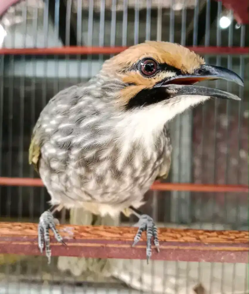 cucak rawa jantan