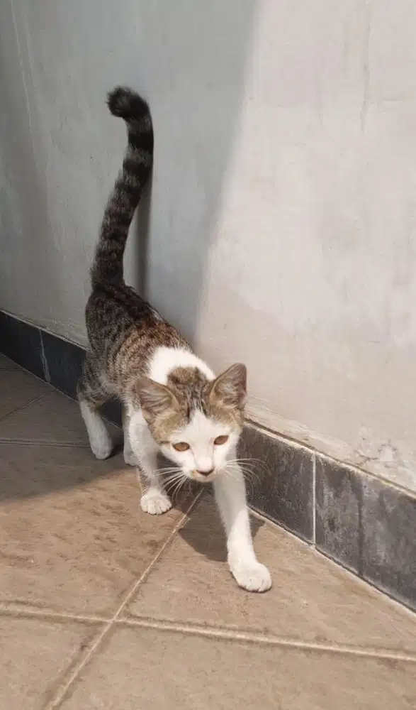 Kitten 5Bln betina buntut panjang