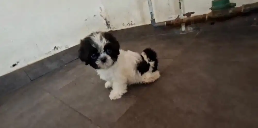 Shihtzu puppy gemoy good wuality