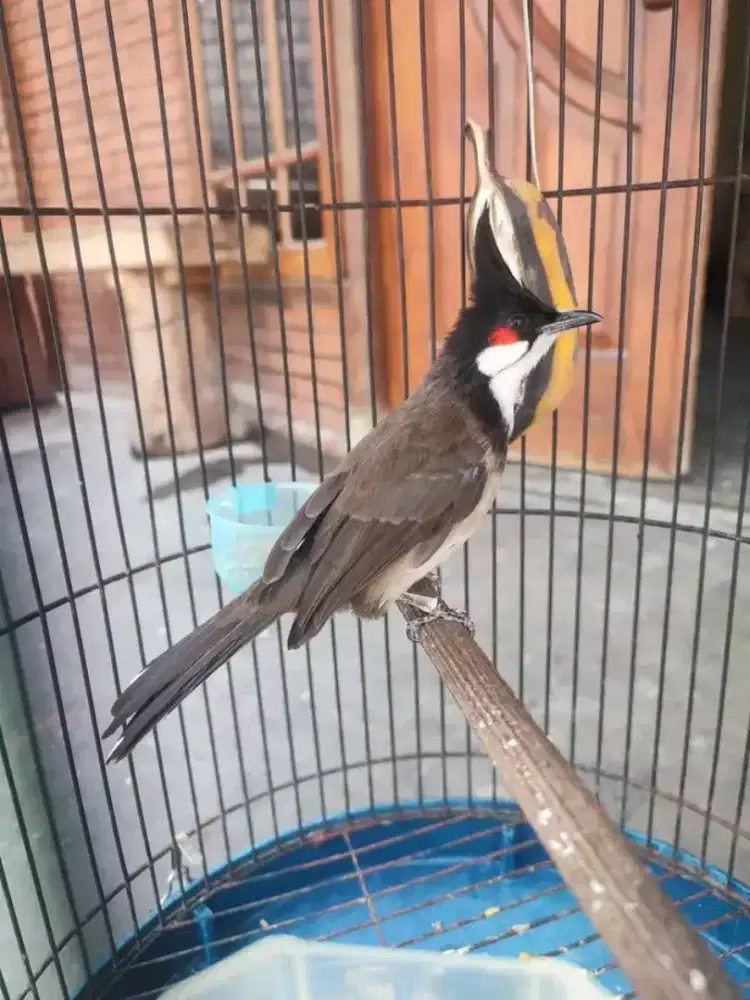 merbah kutilang malaysia