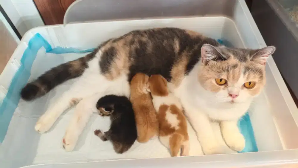( MAHAR BISA NEGO ) Bsh Calico delute induk + anaknya