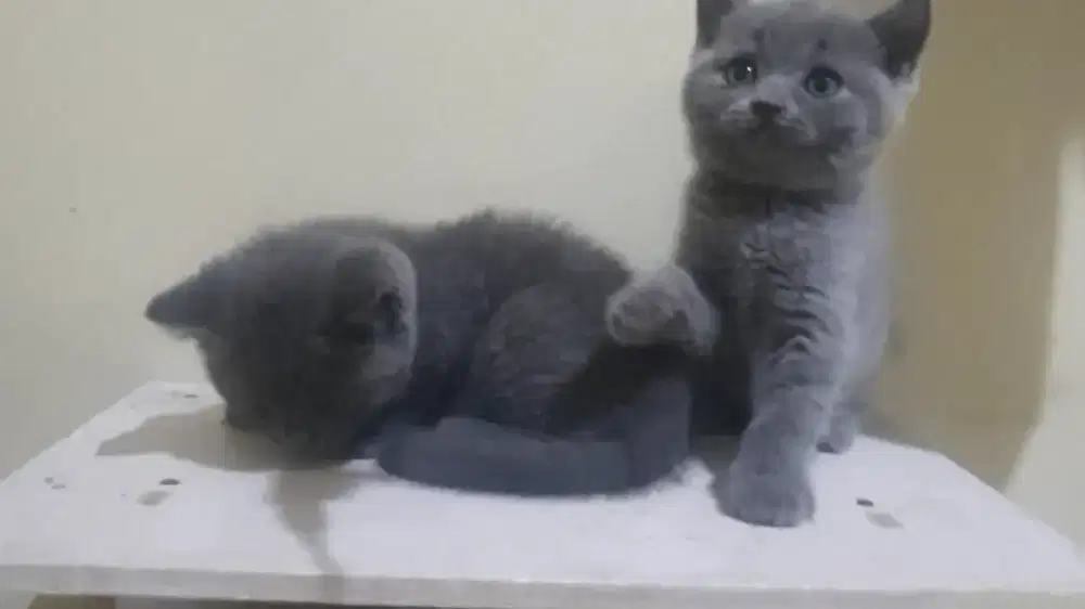 British shorthair