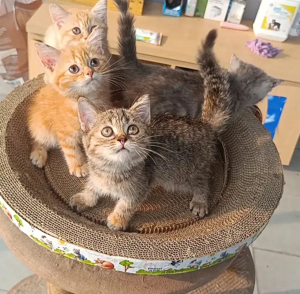 ( MAHAR BISA NEGO ) Kitten Bsh pure non Ped