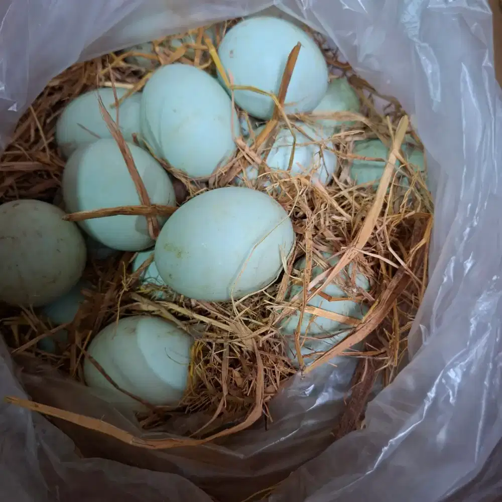 Telur bebek mentah