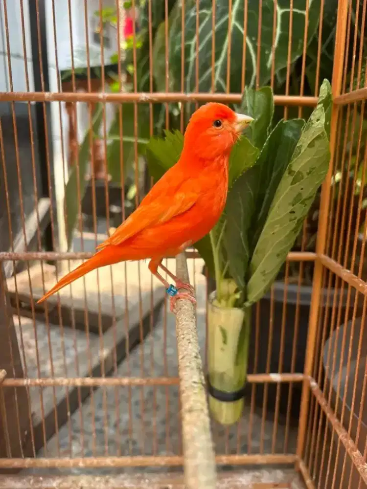 kenari merlok gacor