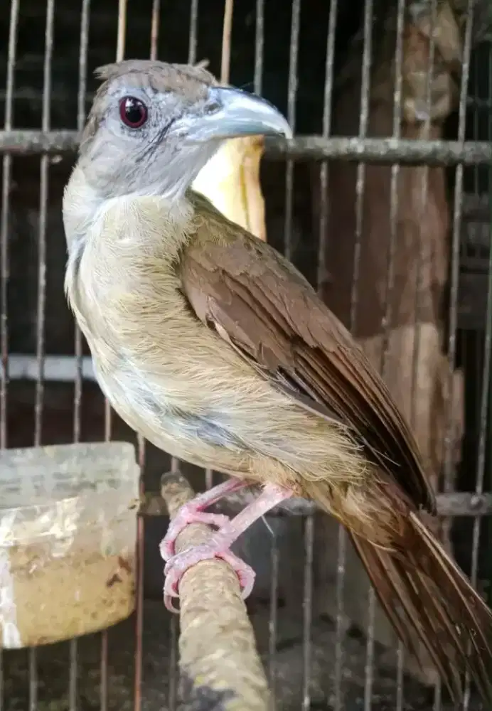 kapas tembak harian bunyi