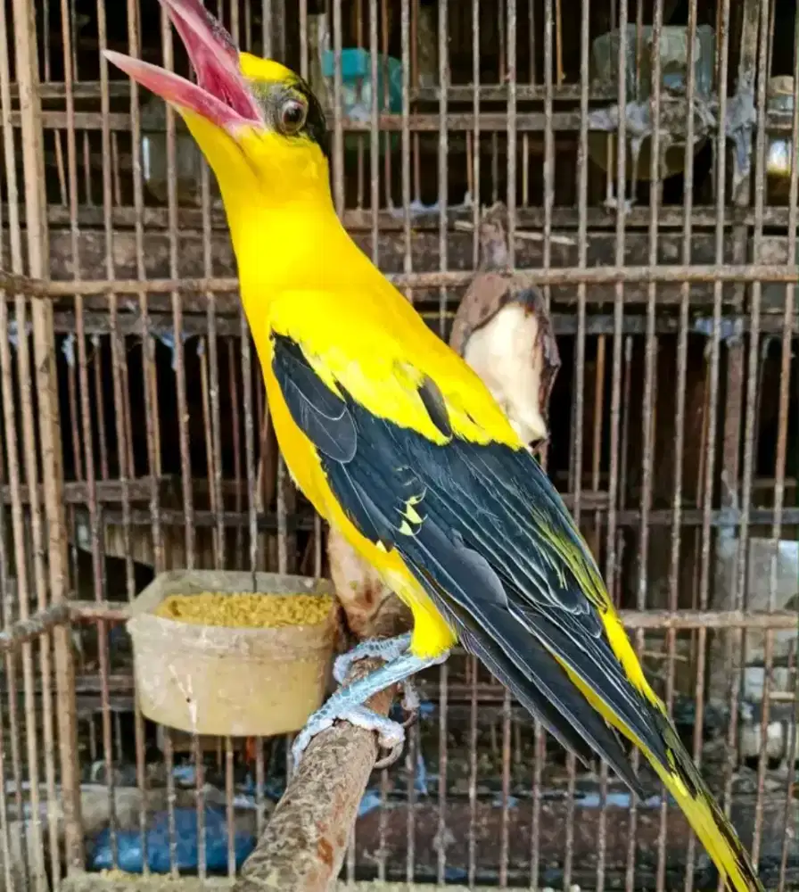 kepodang bali body besar
