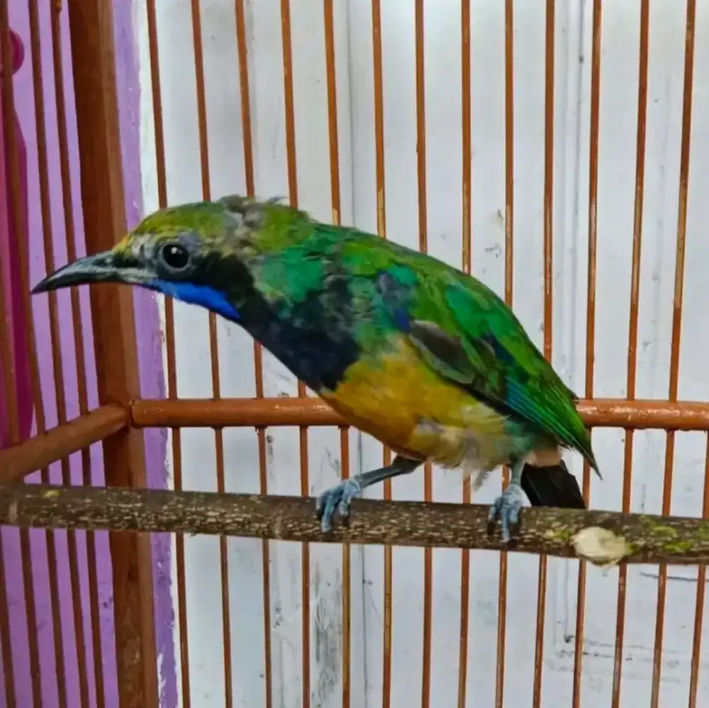 cucak cunggo rawatan dari bahan