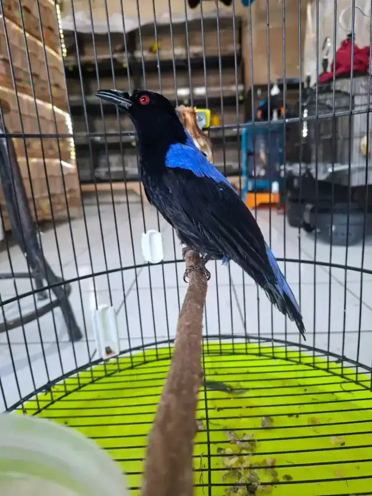 cucak biru harian bunyi