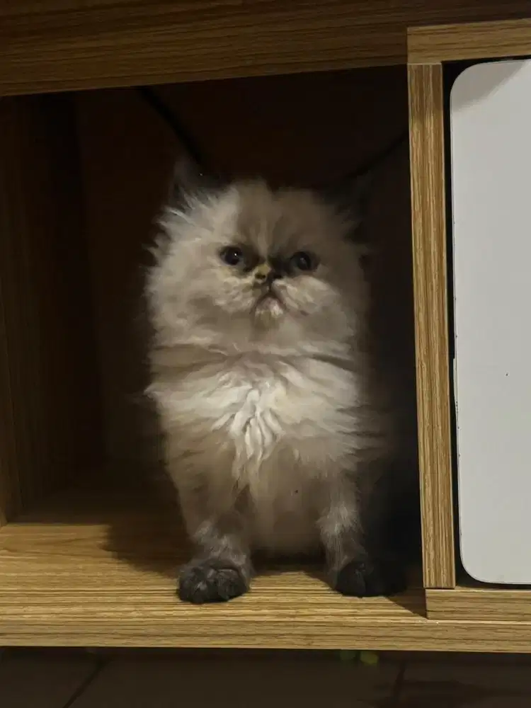 Kucing Kitten Himalaya Himalayan Ragdoll Blue Eyes Mata Biru