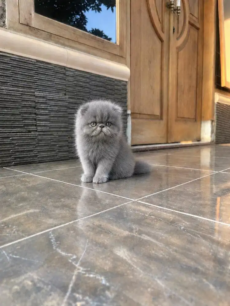 Kucing kitten foldex scottish fold peaknose munchkin gaelic ns