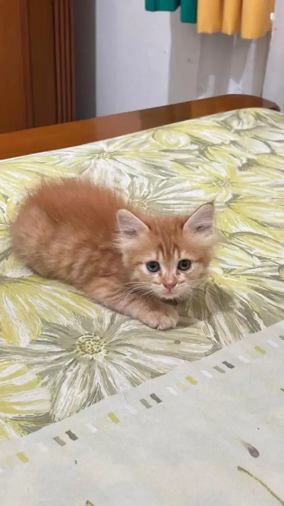 KITTEN PERSIA MEDIUM JANTAN OYEN