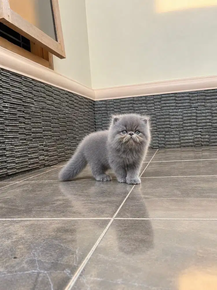 Kitten munchkin gaelic NS foldex scottish peaknose kucing