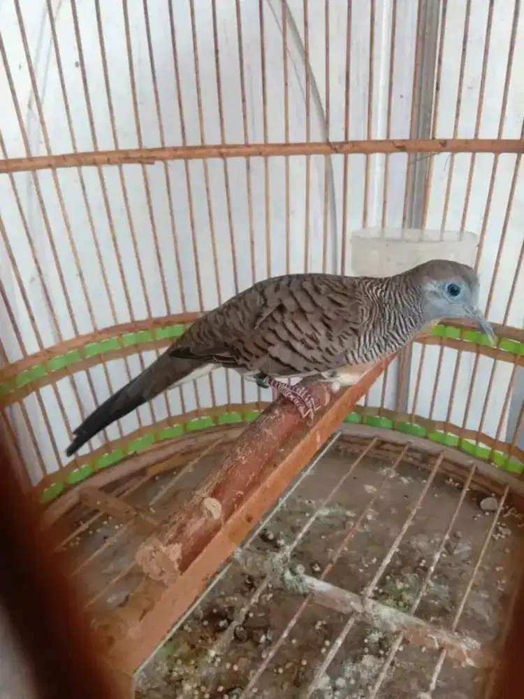 Perkutut bangkok/cemani/silver