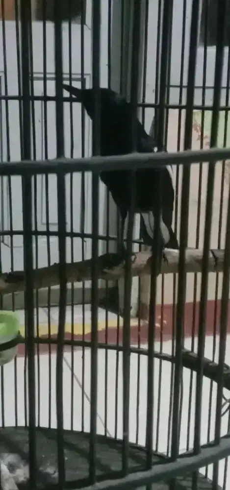 Kacer jawa timur