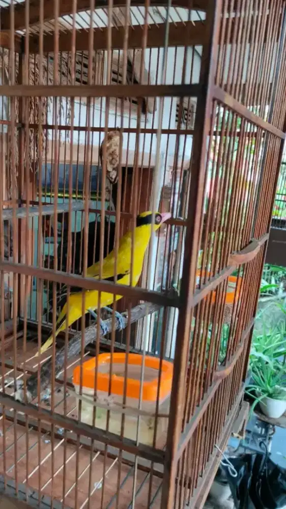 Kepodang mas lokal