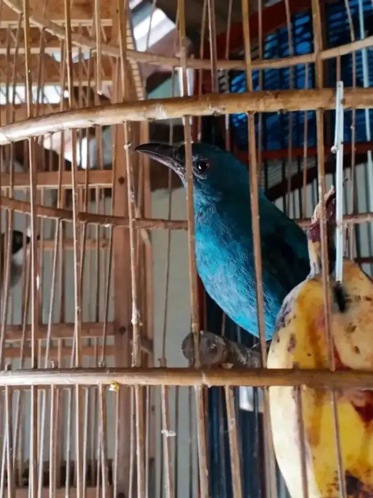 Cucak biru anak jantan