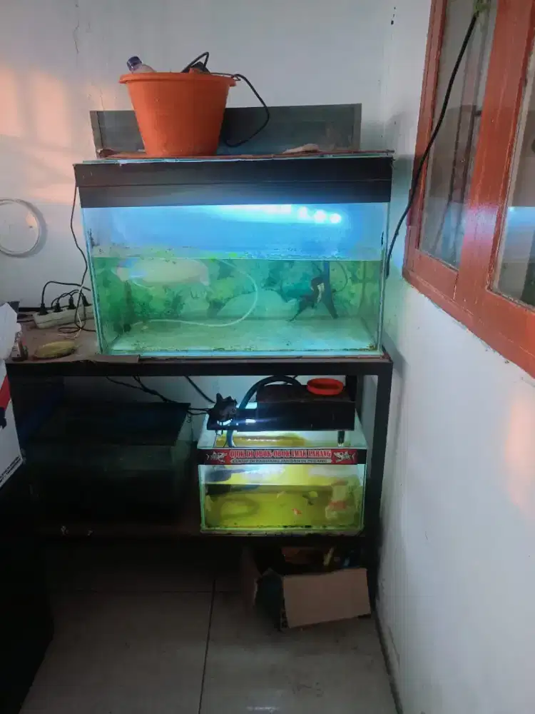 Di jual ikan arwana silver brazil