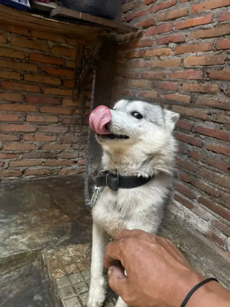 Anjing Husky betina stmb