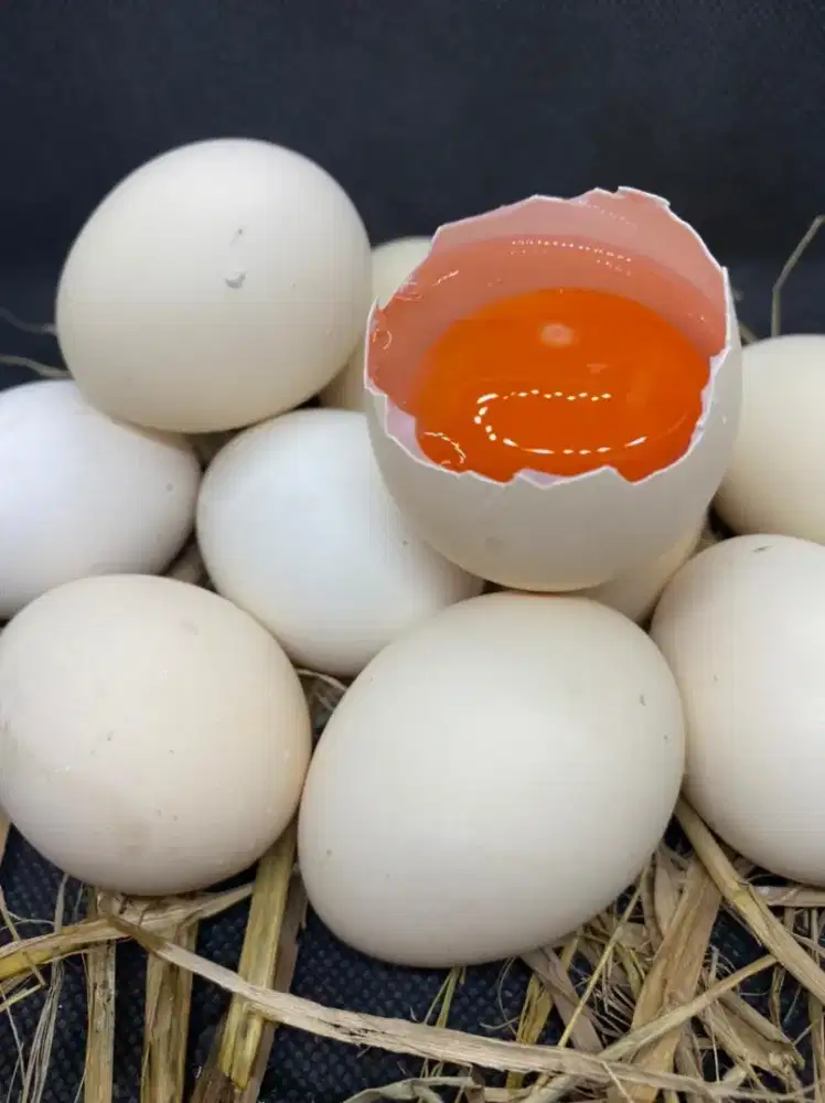 Jual Telur ayam kampung omega