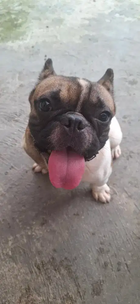 Anjing Frenchbulldog
