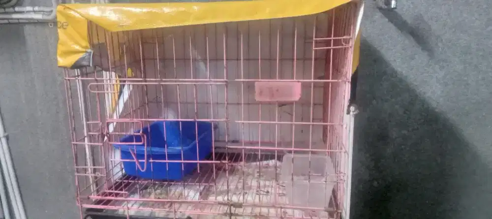 Kandang Besi Murah