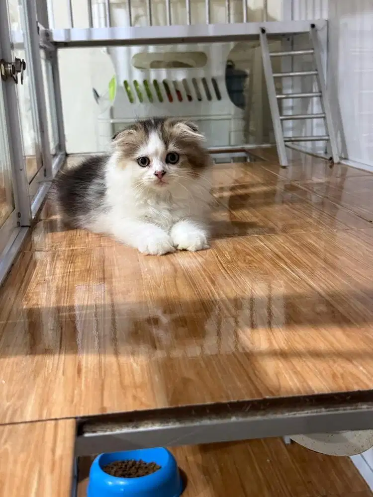 Kucing BSH golden x schotish fold