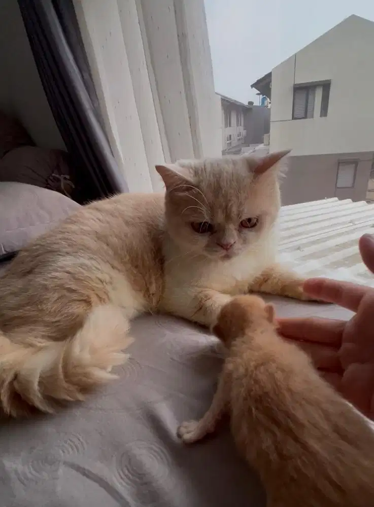Menerima pacak cat